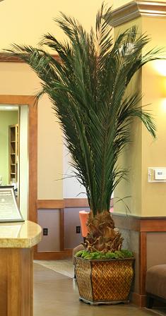 Newport Palm Tree - 72" - Click Image to Close